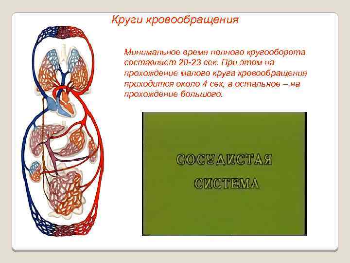 Круги кровообращения Минимальное время полного кругооборота составляет 20 -23 сек. При этом на прохождение