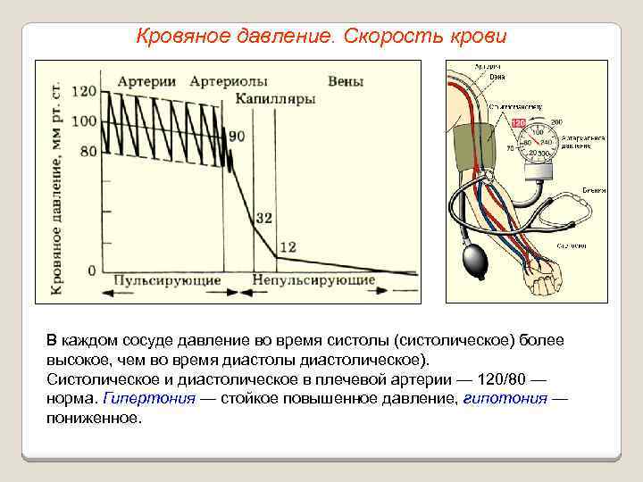 Кровяное давление. Скорость крови В каждом сосуде давление во время систолы (систолическое) более высокое,