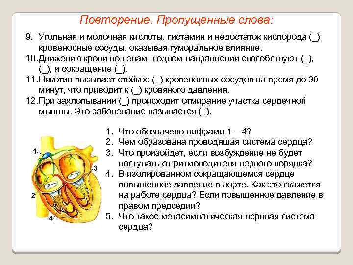 Повторение. Пропущенные слова: 9. Угольная и молочная кислоты, гистамин и недостаток кислорода (_) кровеносные