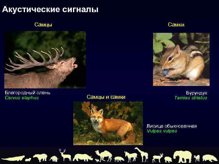 Акустические сигналы Самцы Благородный олень Cervus elaphus Самки Самцы и самки Бурундук Tamias striatus