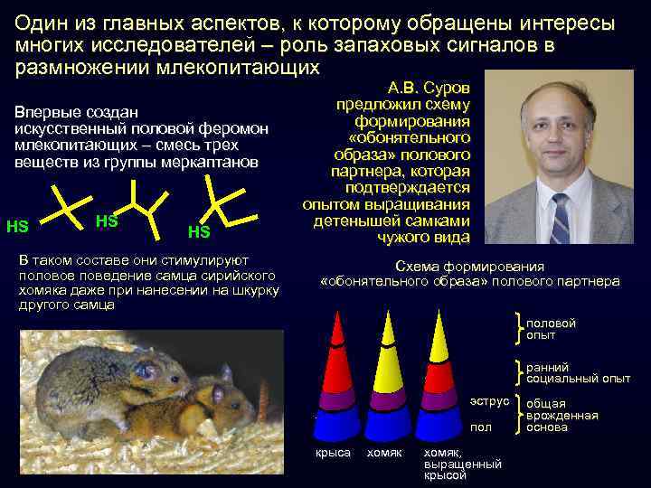 Один из главных аспектов, к которому обращены интересы многих исследователей – роль запаховых сигналов