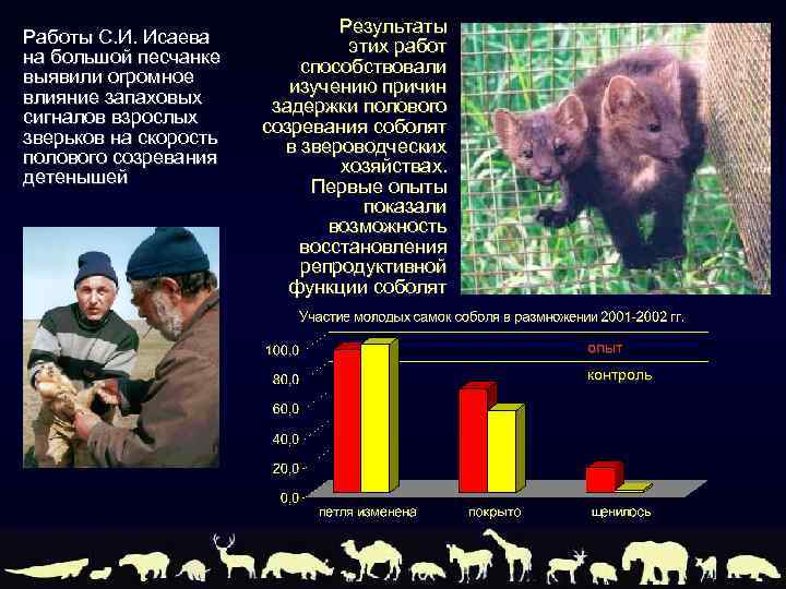 Работы С. И. Исаева на большой песчанке выявили огромное влияние запаховых сигналов взрослых зверьков