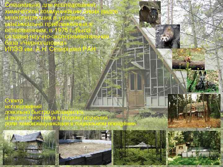 Специально для исследований химической коммуникации диких видов млекопитающих в условиях, максимально приближенных к естественным,