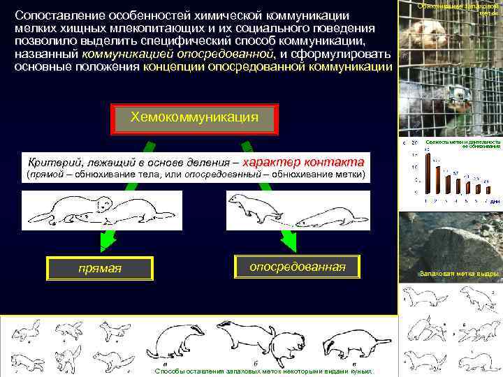 Обнюхивание запаховой метки Сопоставление особенностей химической коммуникации мелких хищных млекопитающих и их социального поведения