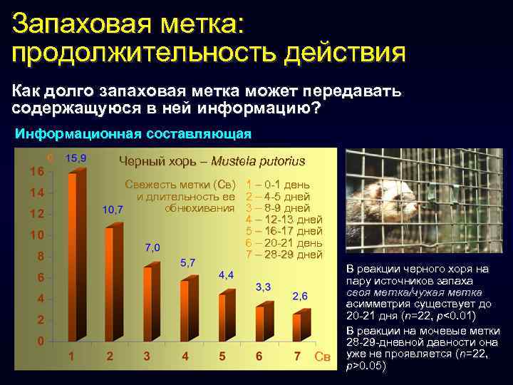 Запаховая метка: продолжительность действия Как долго запаховая метка может передавать содержащуюся в ней информацию?