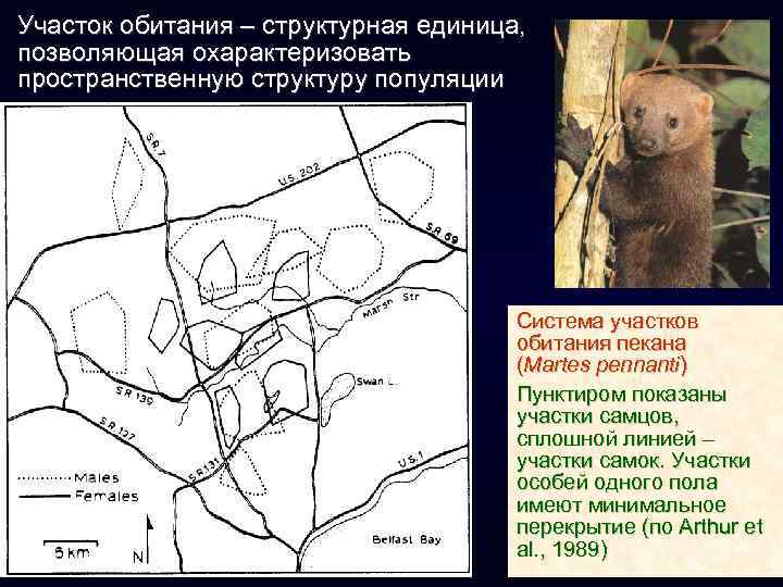 Участок обитания – структурная единица, позволяющая охарактеризовать пространственную структуру популяции Система участков обитания пекана