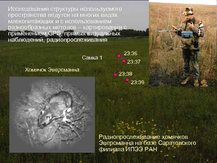 Исследования структуры используемого пространства ведутся на многих видах млекопитающих и с использованием разнообразных методов