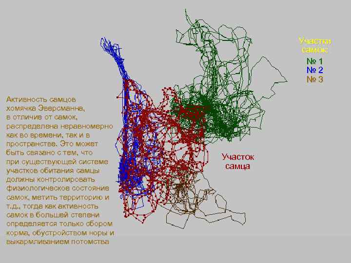 Участки самок: № 1 № 2 № 3 Активность самцов хомячка Эверсманна, в отличие