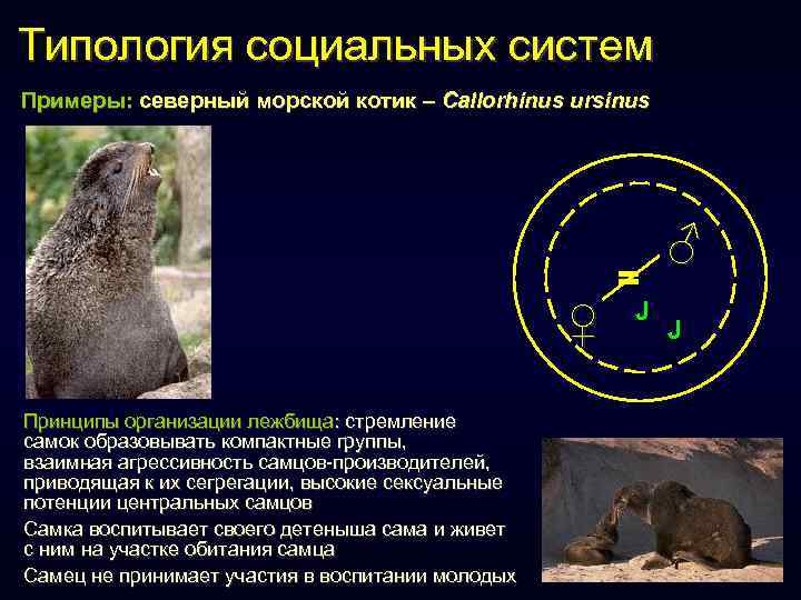 Типология социальных систем Примеры: северный морской котик – Callorhinus ursinus ♀ Принципы организации лежбища: