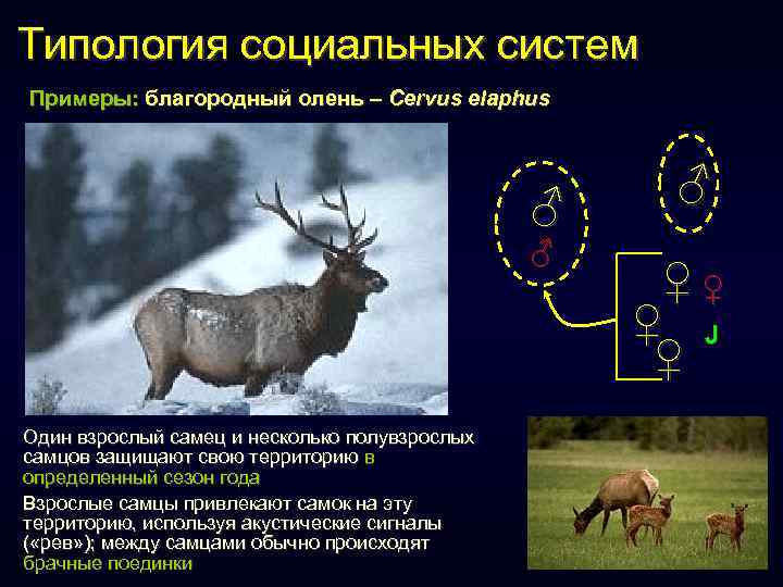 Типология социальных систем Примеры: благородный олень – Cervus elaphus ♂ ♂ Один взрослый самец