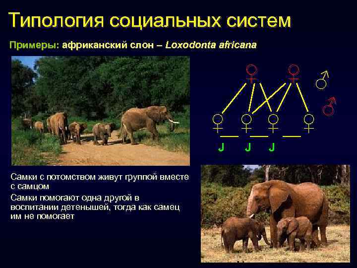 Типология социальных систем Примеры: африканский слон – Loxodonta africana ♀ ♀ ♂ ♂ ♀