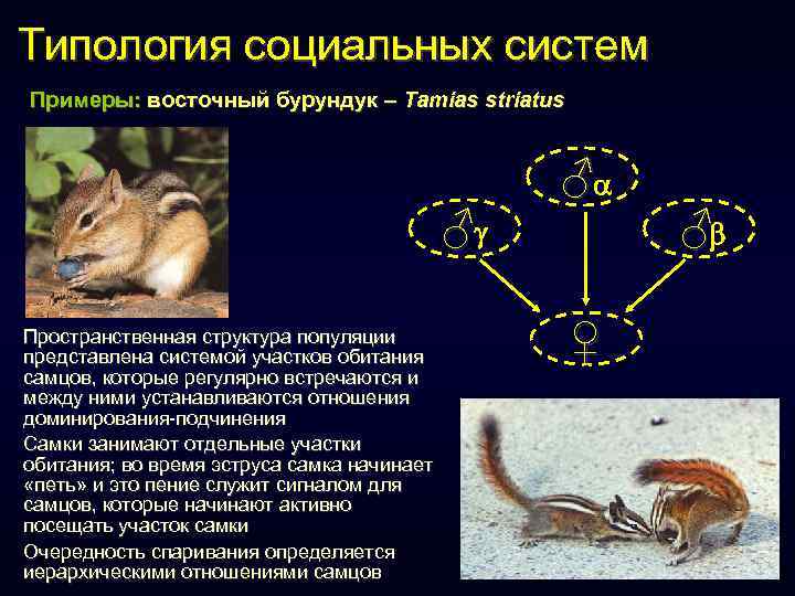 Териология это наука изучающая. Пространственная структура популяции. Популяции животных примеры. Пространственная структура животные. Пространственная структура популяции примеры.