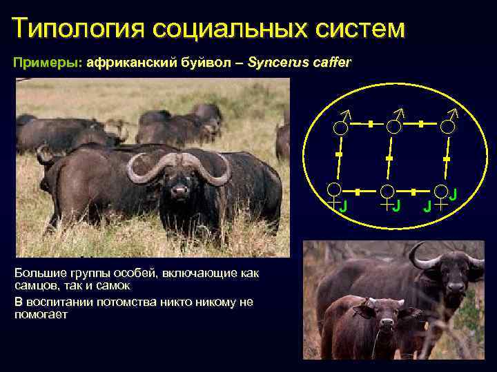 Типология социальных систем Примеры: африканский буйвол – Syncerus caffer ♂ ♀J ♂ = =
