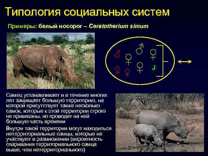 Типология социальных систем Примеры: белый носорог – Ceratotherium simum ♂♀ ♀ ♀ J ♂