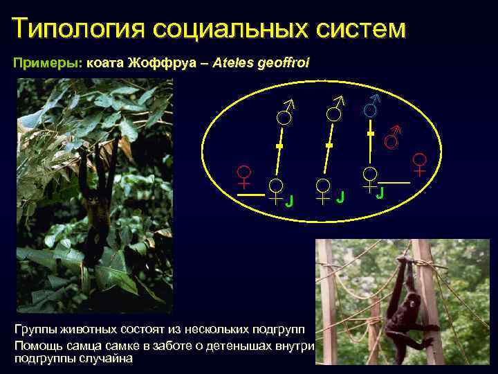 Типология социальных систем Примеры: коата Жоффруа – Ateles geoffroi ♂ = ♀ ♂ ♂