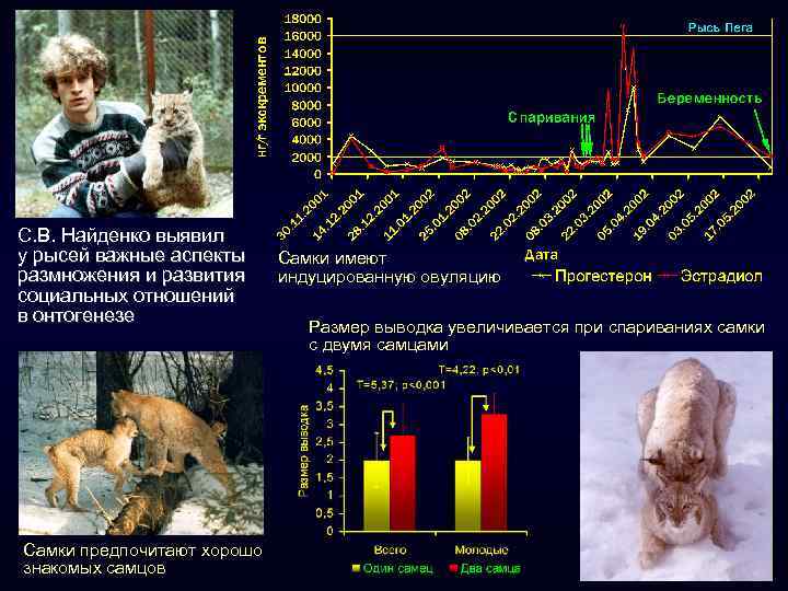 С. В. Найденко выявил у рысей важные аспекты размножения и развития социальных отношений в
