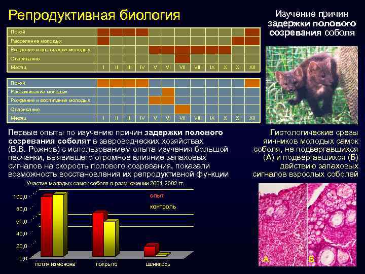 Репродуктивная биология Изучение причин задержки полового созревания соболя Покой Расселение молодых Рождение и воспитание