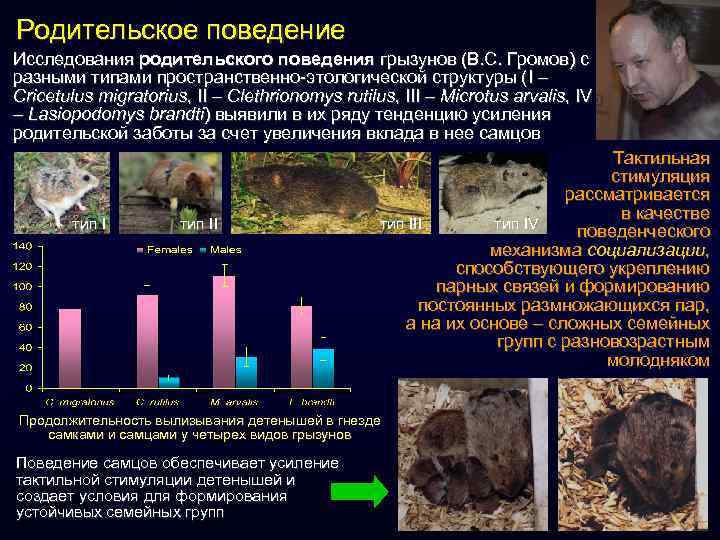 Родительское поведение Исследования родительского поведения грызунов (В. С. Громов) с разными типами пространственно-этологической структуры