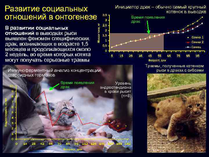 Развитие социальных отношений в онтогенезе Инициатор драк – обычно самый крупный котенок в выводке