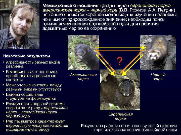 Межвидовые отношения триады видов европейская норка – американская норка – черный хорь (В. В.