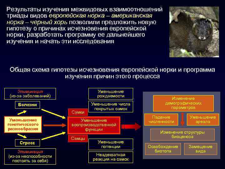 Результаты изучения межвидовых взаимоотношений триады видов европейская норка – американская норка – черный хорь