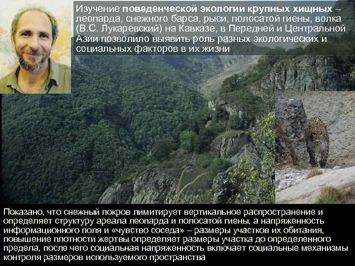 Изучение поведенческой экологии крупных хищных – леопарда, снежного барса, рыси, полосатой гиены, волка (В.