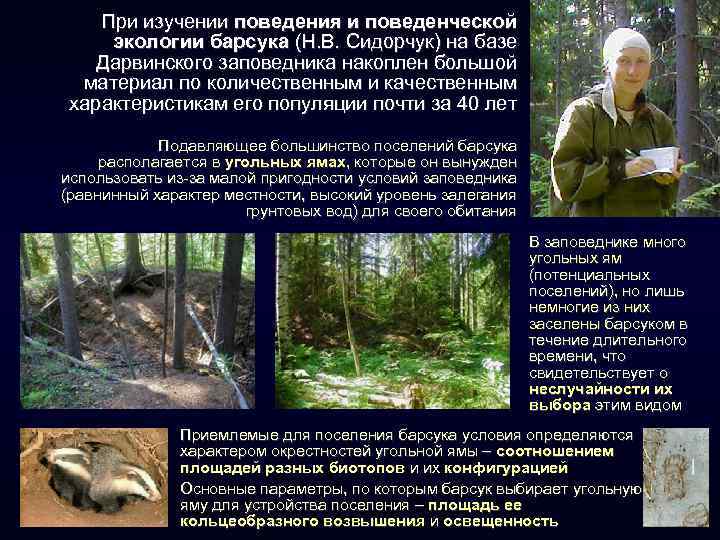 При изучении поведения и поведенческой экологии барсука (Н. В. Сидорчук) на базе Дарвинского заповедника