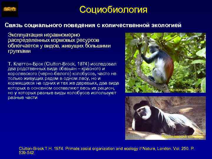 Социобиология Связь социального поведения с количественной экологией Эксплуатация неравномерно распределенных кормовых ресурсов облегчается у