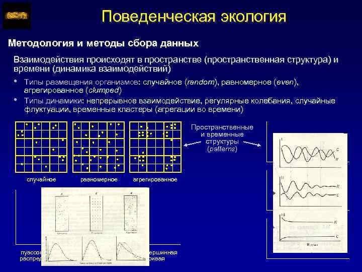 Поведенческая экология Методология и методы сбора данных Взаимодействия происходят в пространстве (пространственная структура) и