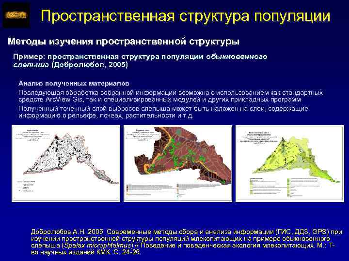 Пространственная структура популяции Методы изучения пространственной структуры Пример: пространственная структура популяции обыкновенного слепыша (Добролюбов,