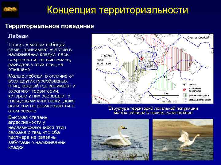Концепция территориальности Территориальное поведение Лебеди Только у малых лебедей самец принимает участие в насиживании