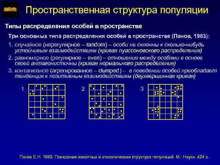 Пространственная структура популяции Типы распределения особей в пространстве Три основных типа распределения особей в