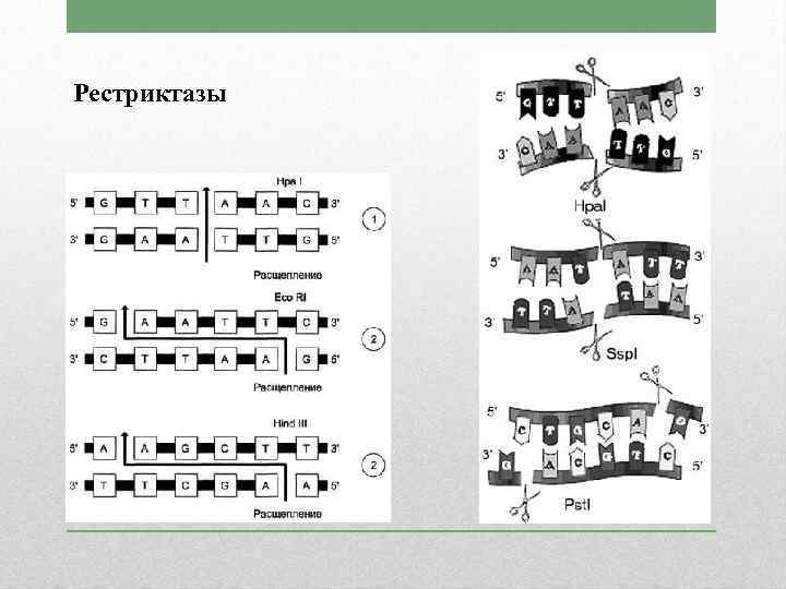 Вид 2 в несколько