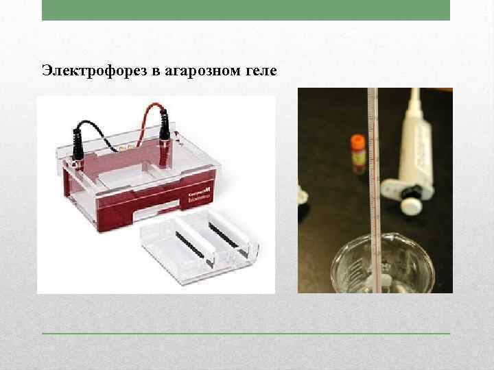 Электрофорез в агарозном геле 