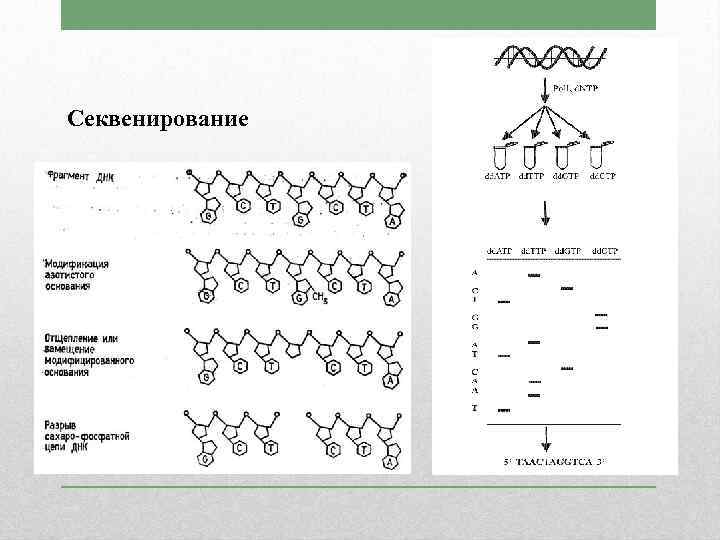 Секвенирование 