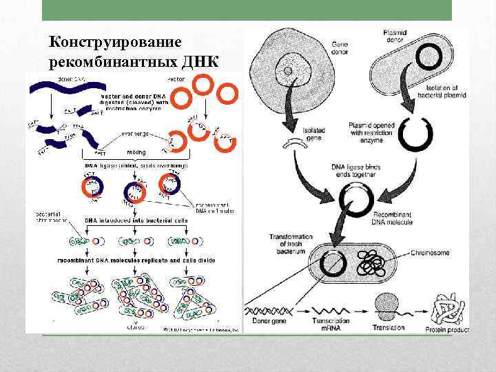 Конструирование рекомбинантных ДНК 