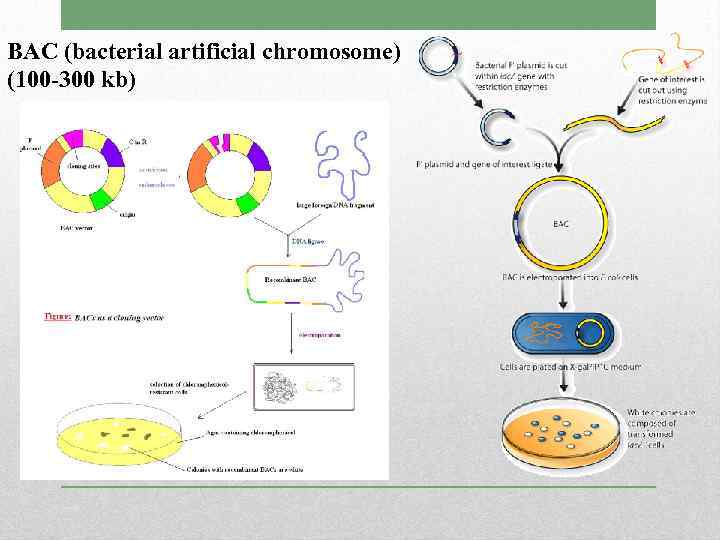BAC (bacterial artificial chromosome) (100 -300 kb) 