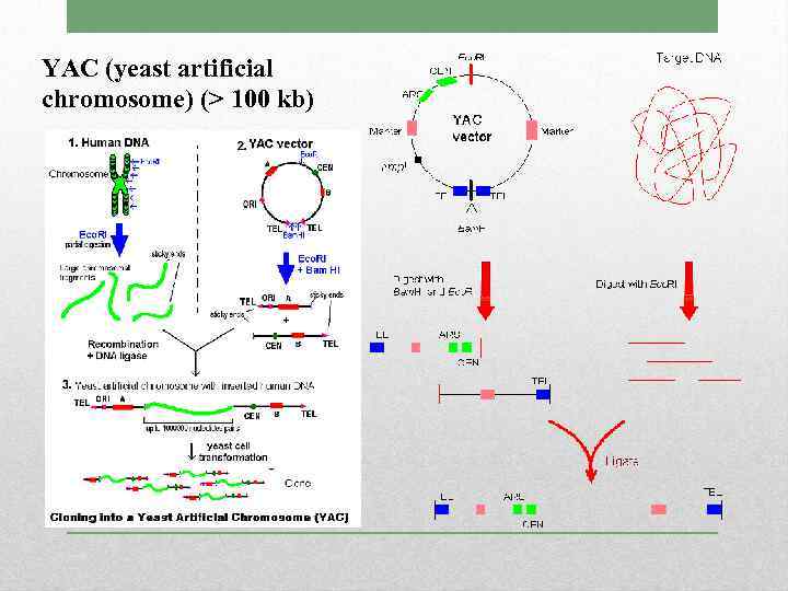 YAC (yeast artificial chromosome) (> 100 kb) 
