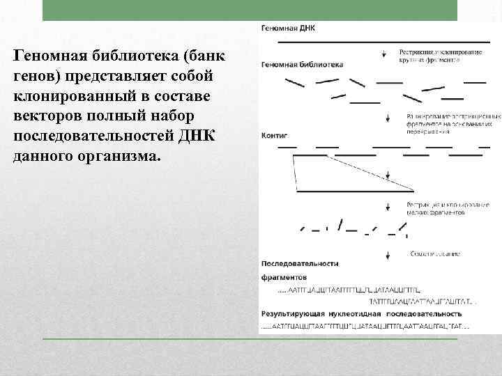 Геномная библиотека (банк генов) представляет собой клонированный в составе векторов полный набор последовательностей ДНК