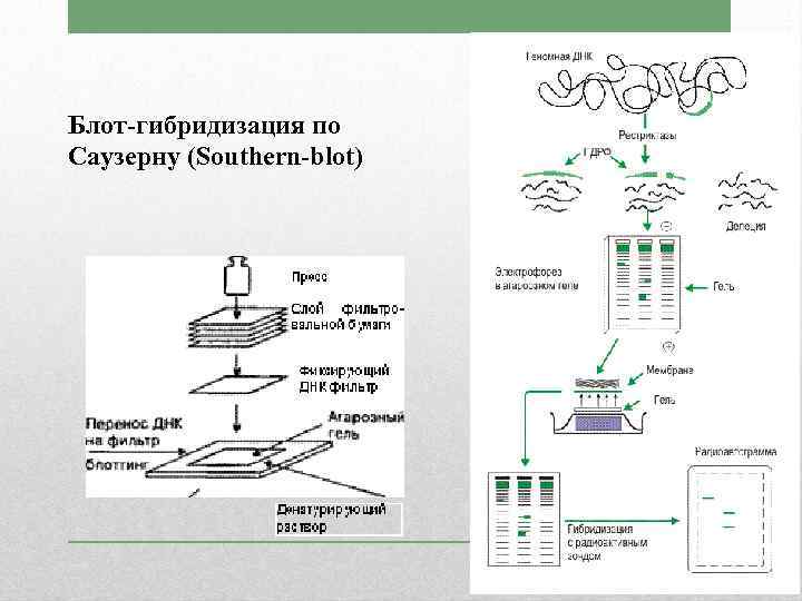 Блот. Гибридизация ДНК Саузерн Блот. Блот-гибридизация по Саузерну используется:. Метод Блот-гибридизации по Саузерну. Саузерн блоттинг.