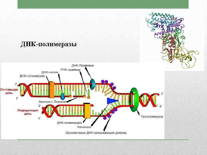 ДНК-полимеразы 