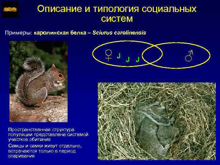 Описание и типология социальных систем Примеры: каролинская белка – Sciurus carolinensis ♀J Пространственная структура