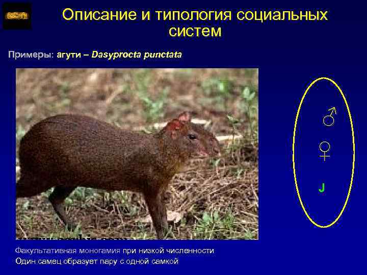 Описание и типология социальных систем Примеры: агути – Dasyprocta punctata ♂ ♀ J Факультативная