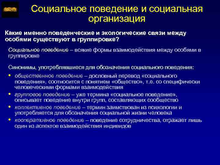 Социальное поведение и социальная организация Какие именно поведенческие и экологические связи между особями существуют