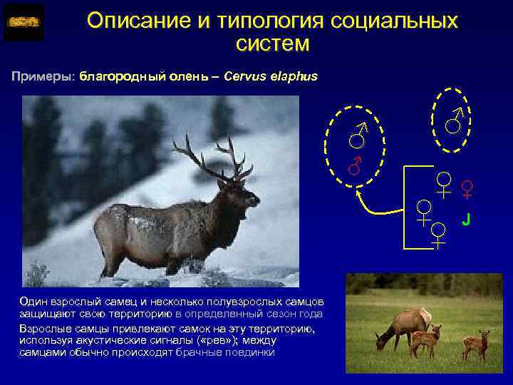 Описание и типология социальных систем Примеры: благородный олень – Cervus elaphus ♂ ♂ Один