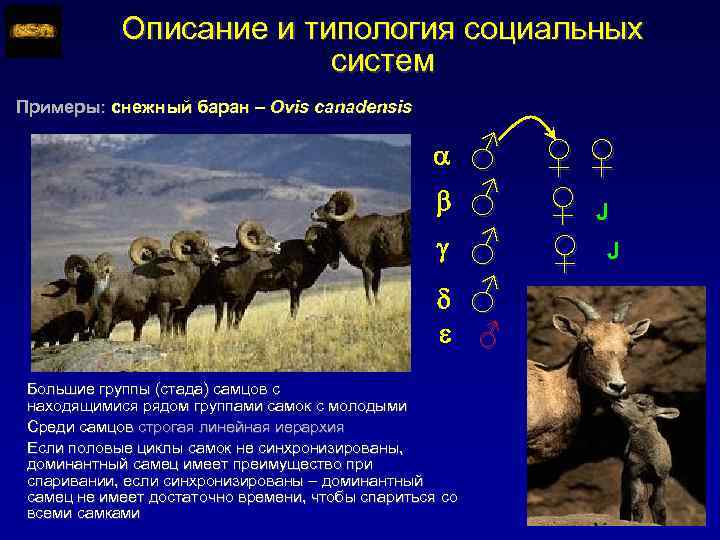 Описание и типология социальных систем Примеры: снежный баран – Ovis canadensis ♂ ♂ ♂