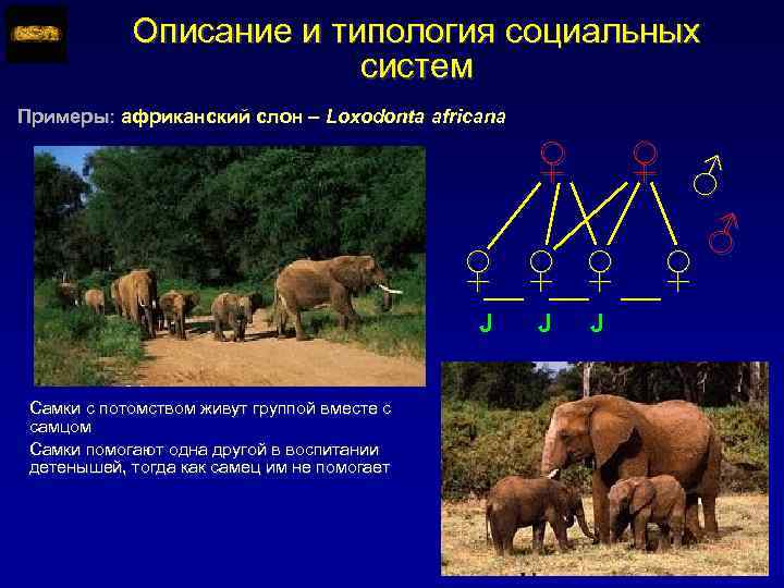 Описание и типология социальных систем Примеры: африканский слон – Loxodonta africana ♀ ♀ ♂
