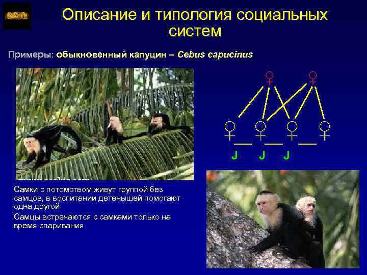 Описание и типология социальных систем Примеры: обыкновенный капуцин – Cebus capucinus ♀ ♀ ♀