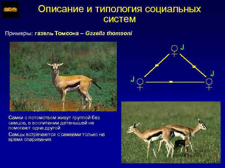 Описание и типология социальных систем Примеры: газель Томсона – Gazella thomsoni ♀J = J