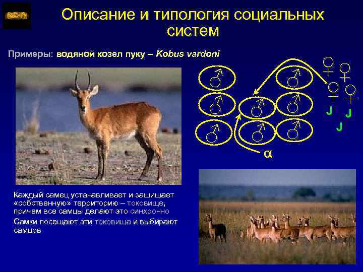 Описание и типология социальных систем Примеры: водяной козел пуку – Kobus vardoni ♂ ♂